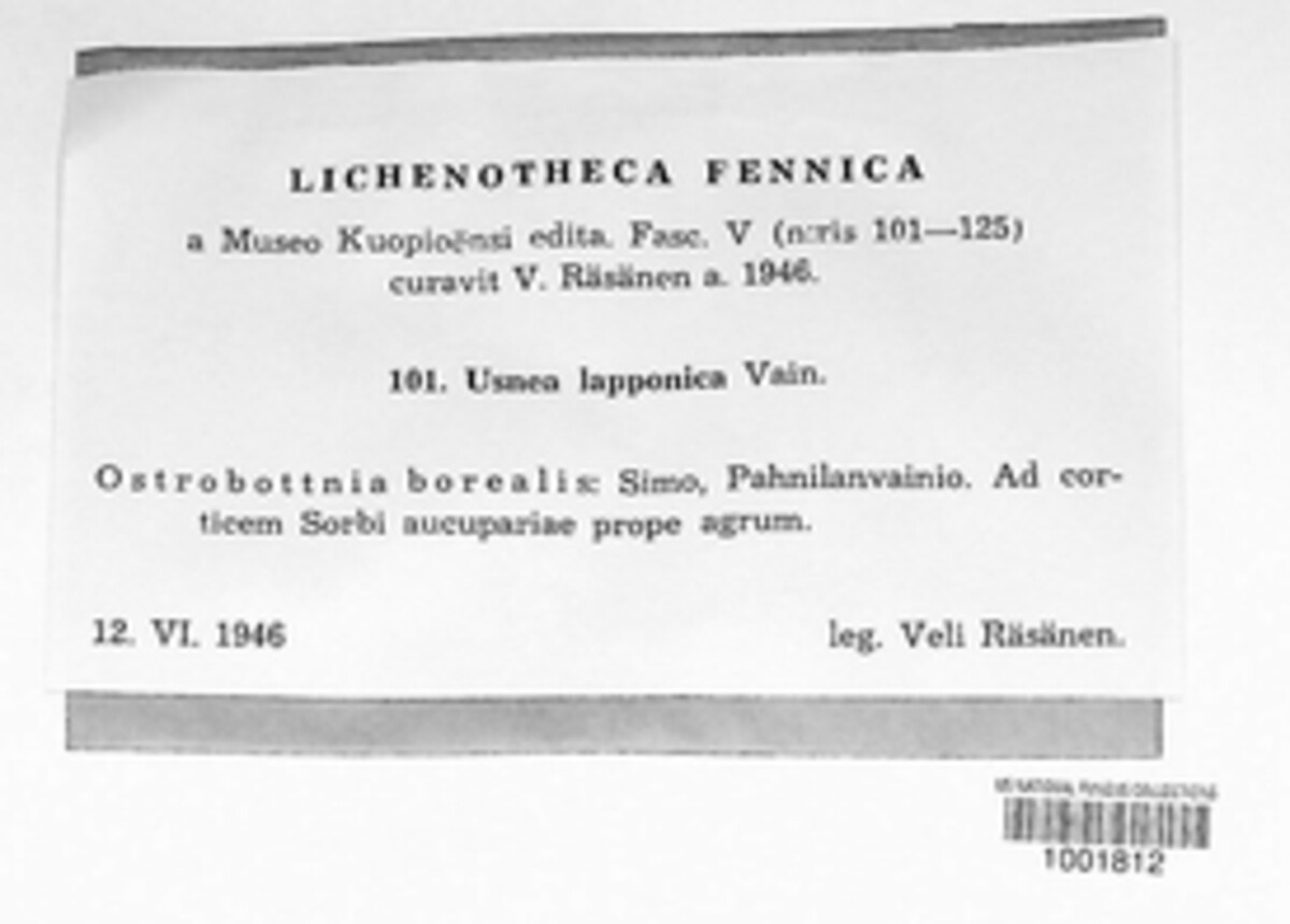 Usnea lapponica image